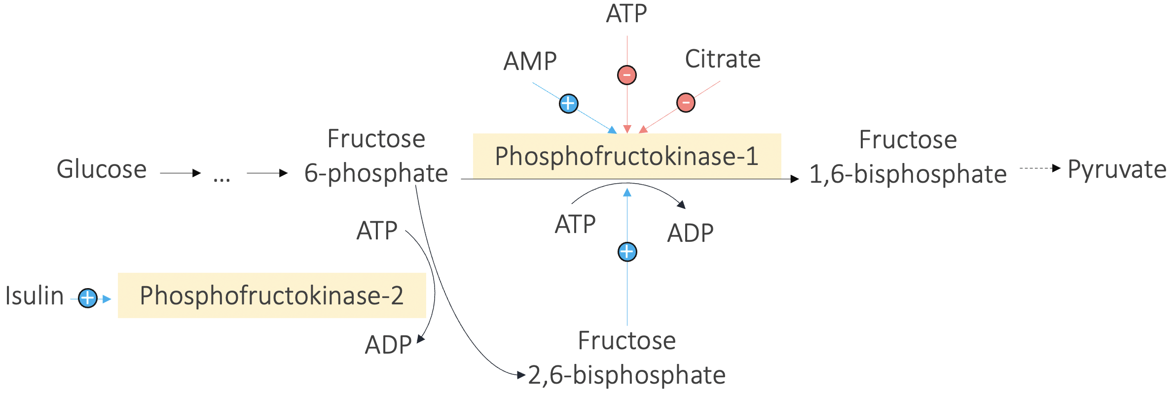 Phosphofructokinase-1 olm